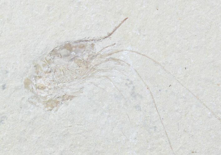 Cretaceous Fossil Shrimp Carpopenaeus - Lebanon #20899